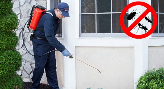 Keşap Böcek İlaçlama böcek ilaçlama ve haşere kontrolü — ilaclama-tr.com